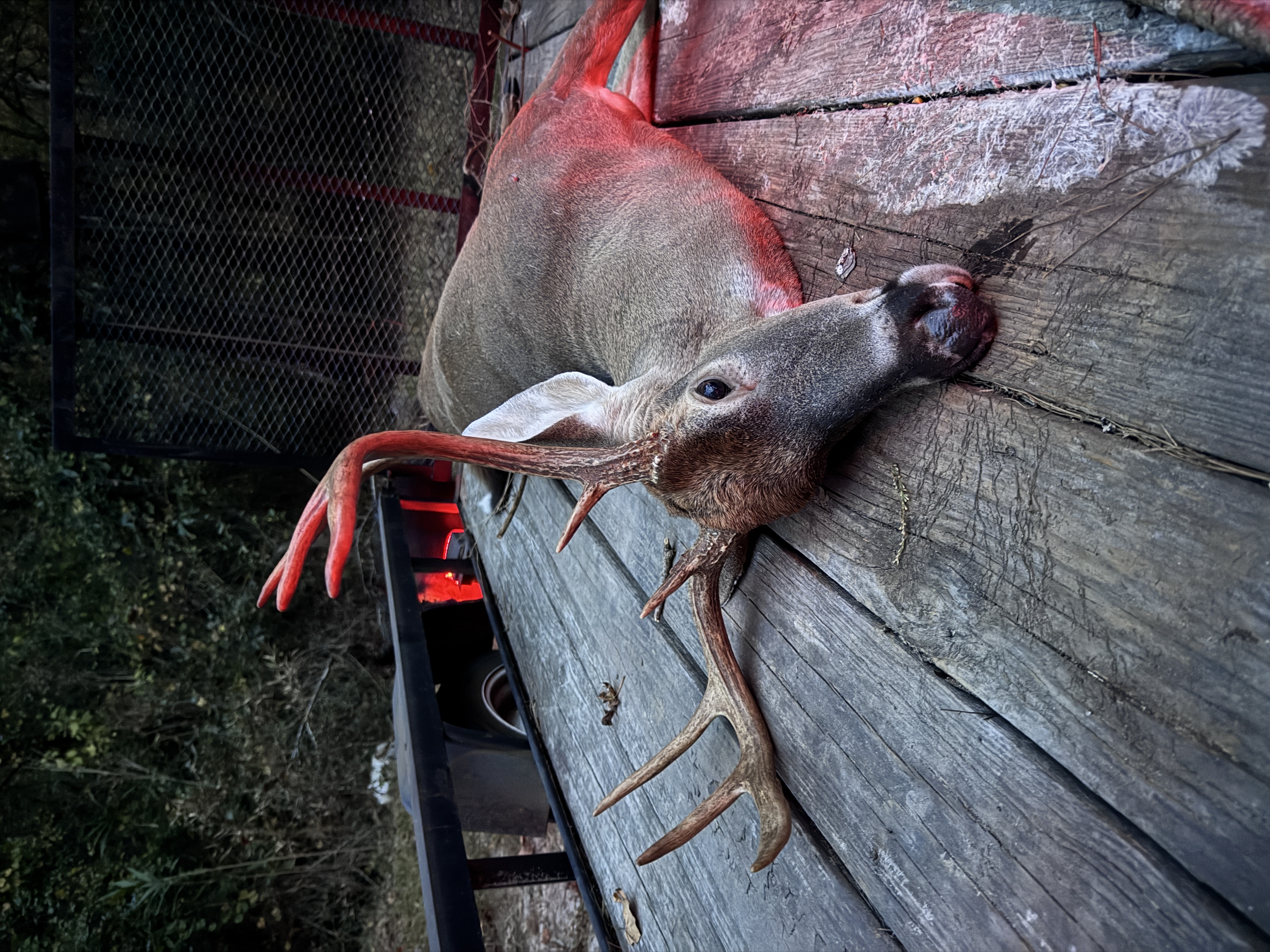 whitetail, Greenville County