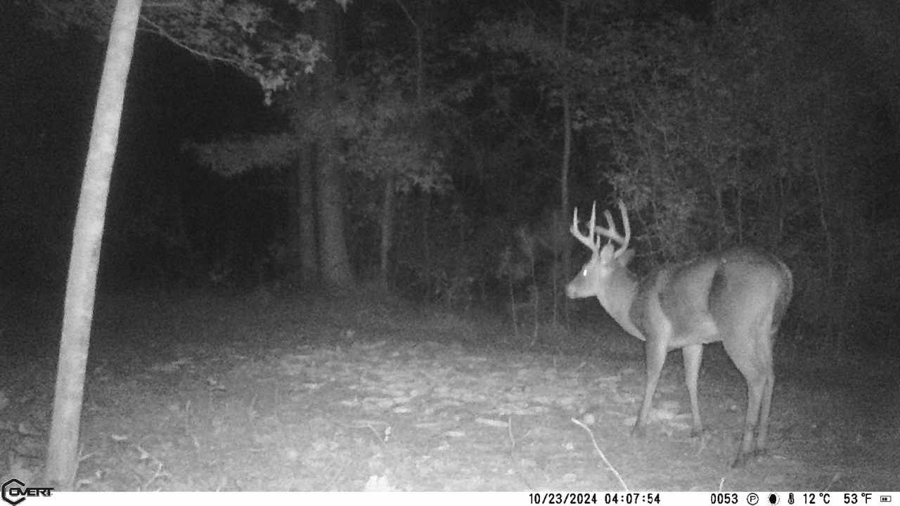 whitetail, Greenville County