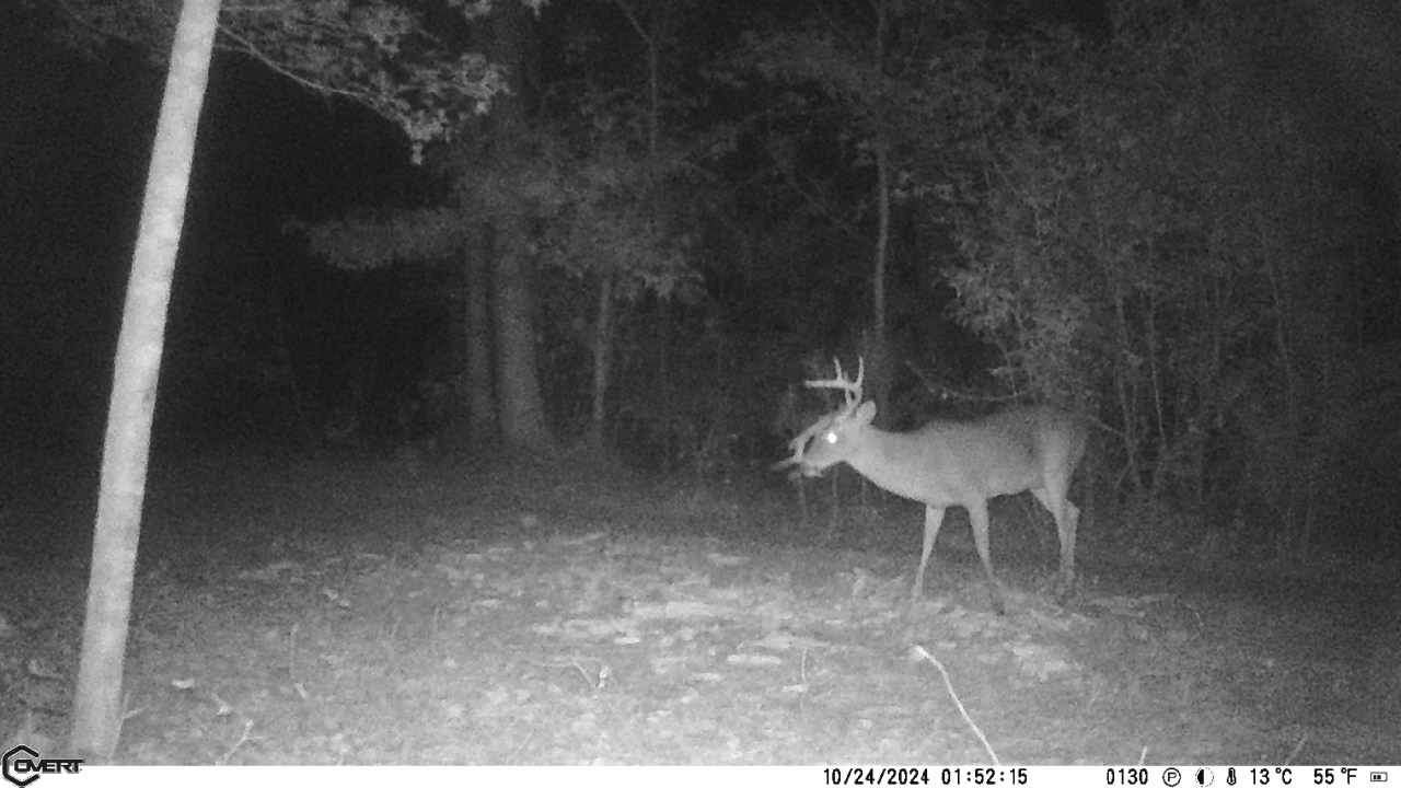 whitetail, Greenville County
