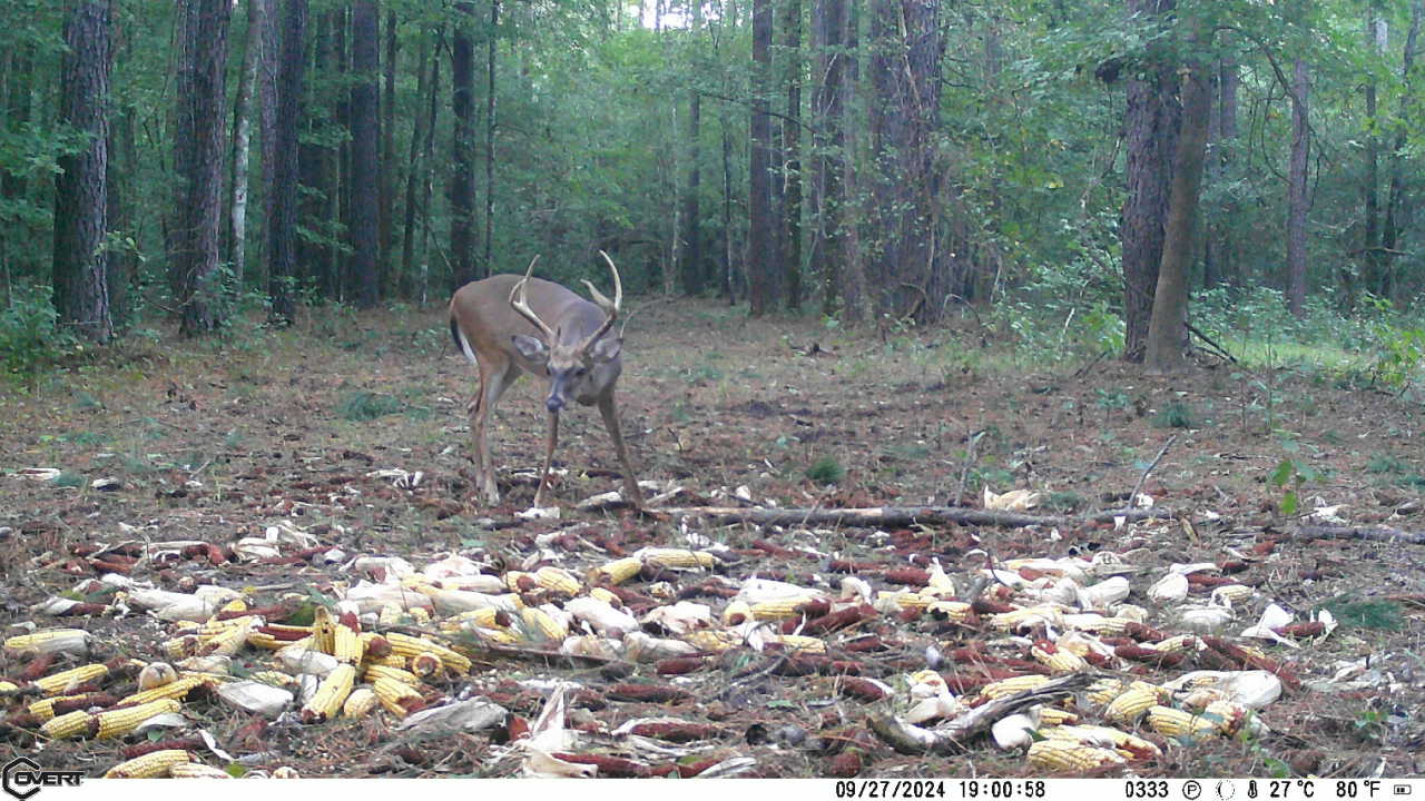 whitetail, Greenville County