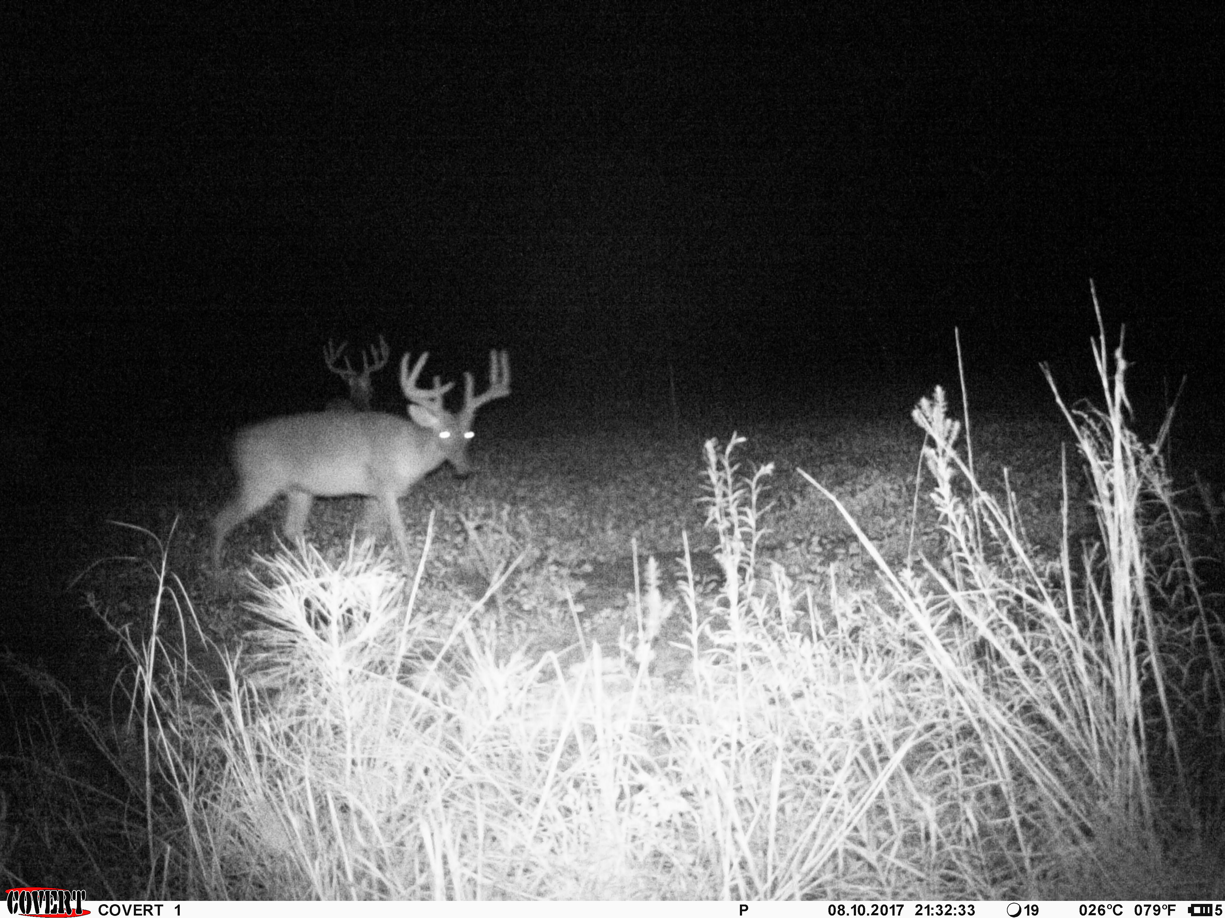 whitetail, Anderson County