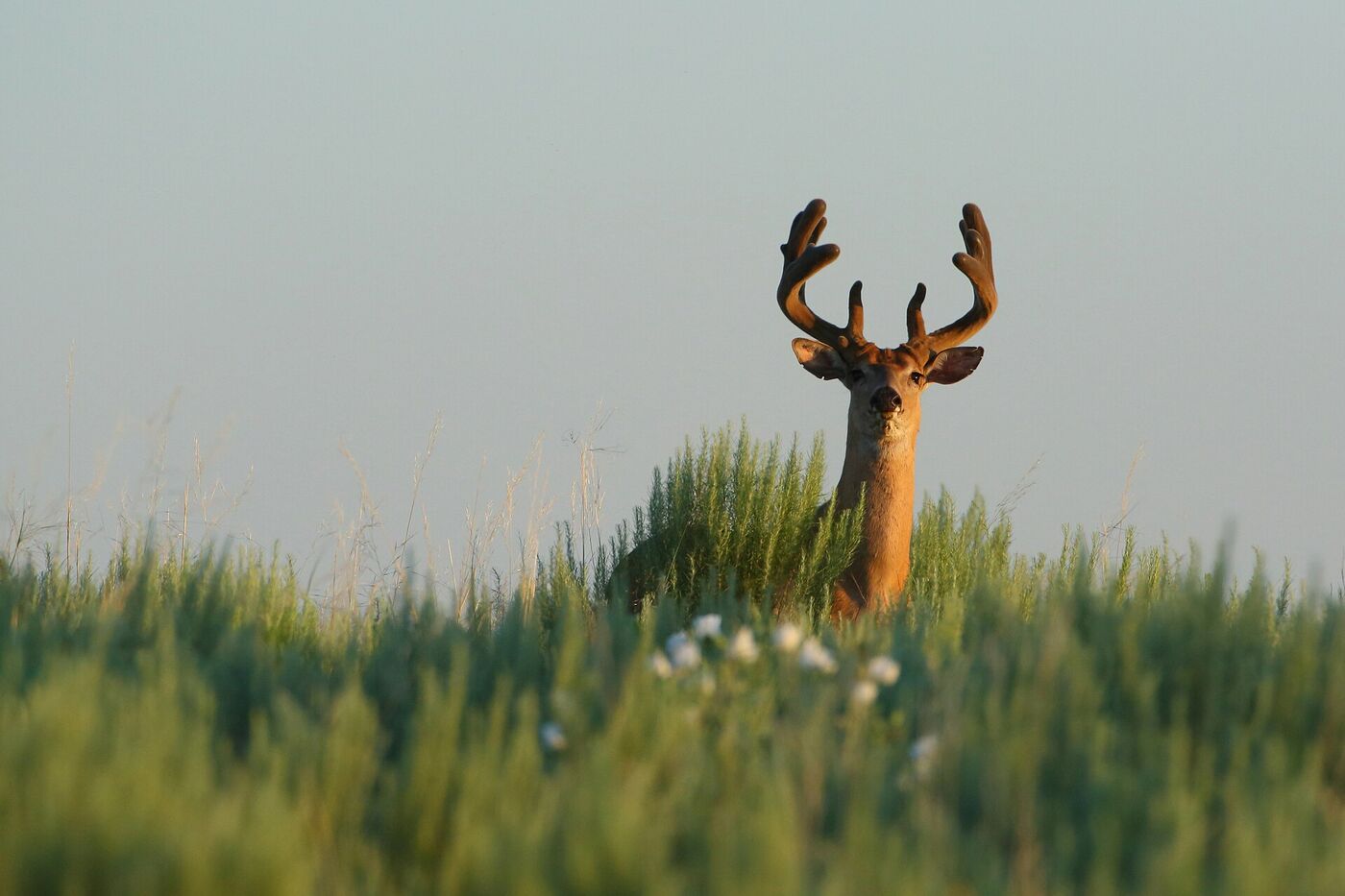 whitetail, Anderson County