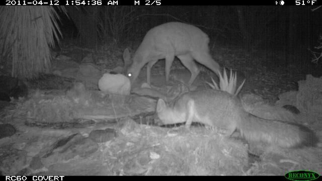 whitetail, Anderson County