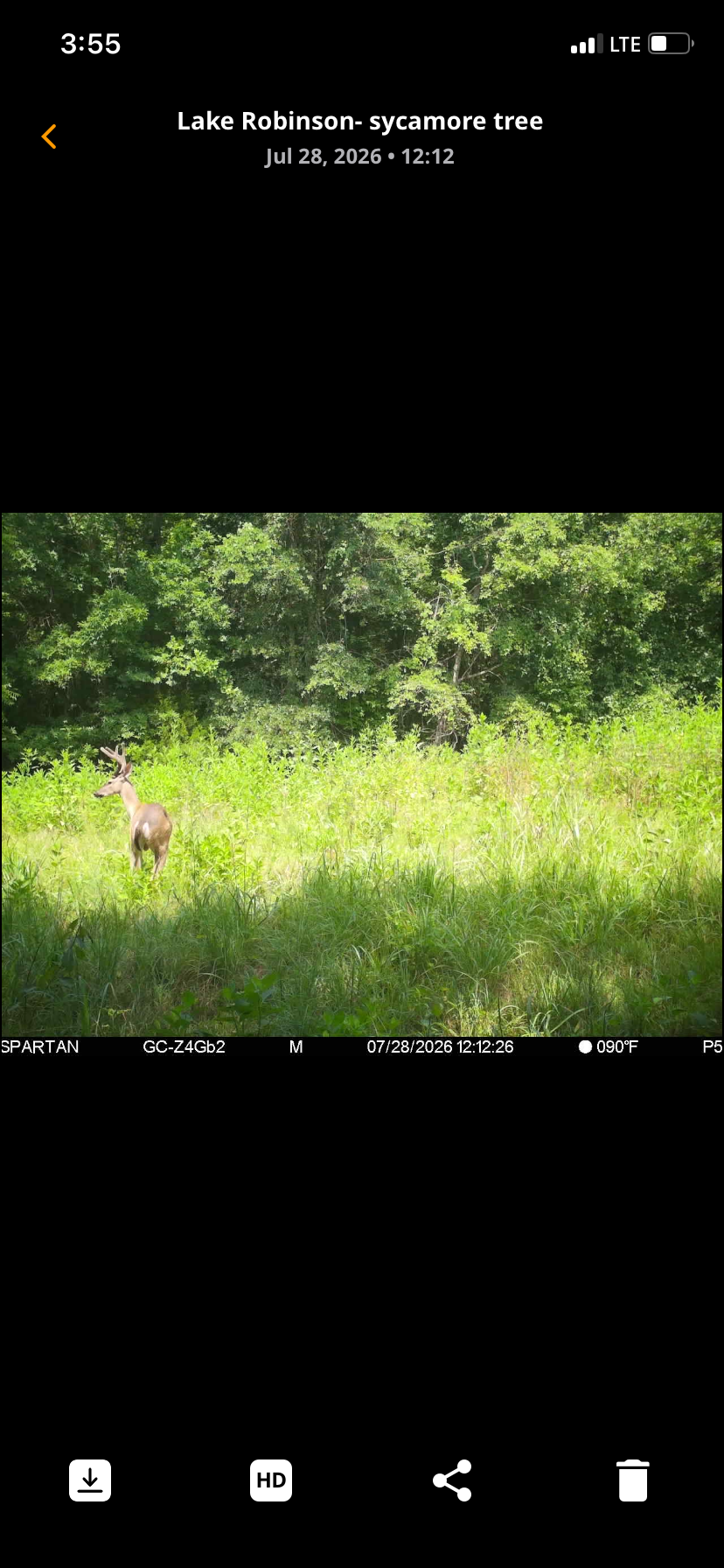 whitetail, Greenville County