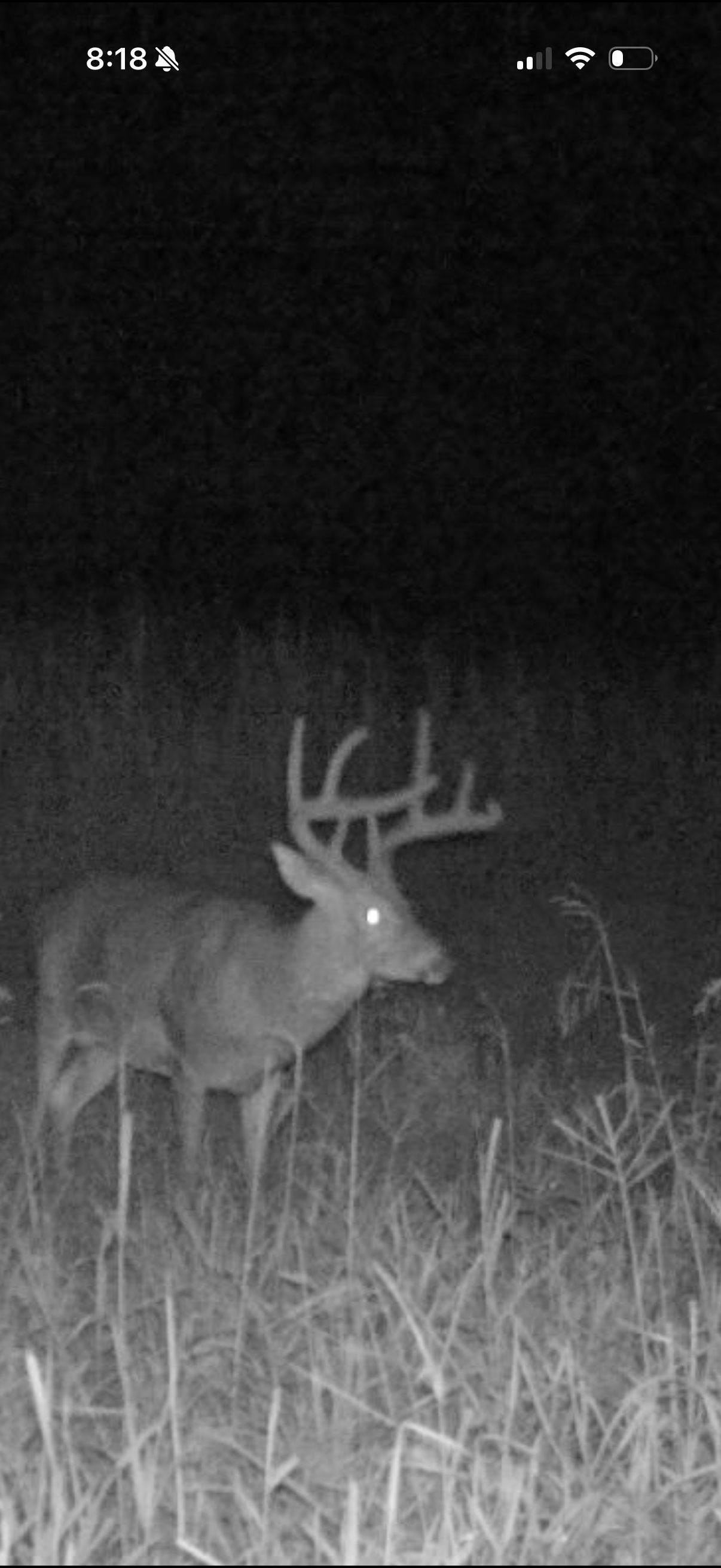 whitetail, Greenville County