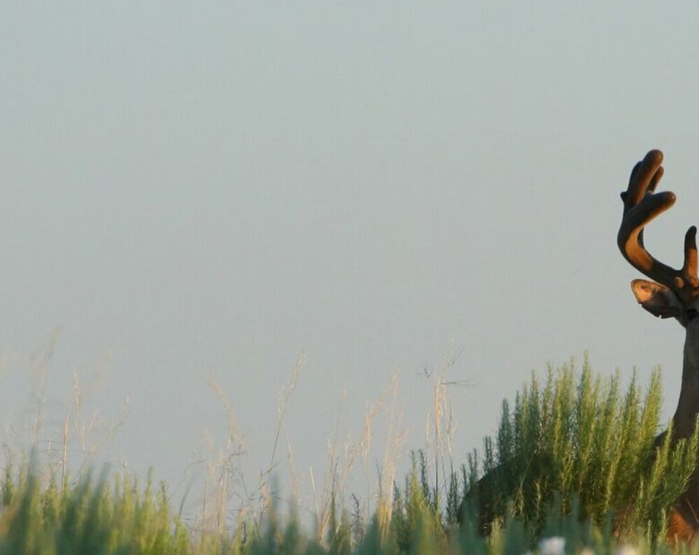 whitetail, Pickens County